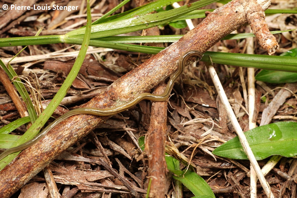 Bipalium kewense Moseley, 1878