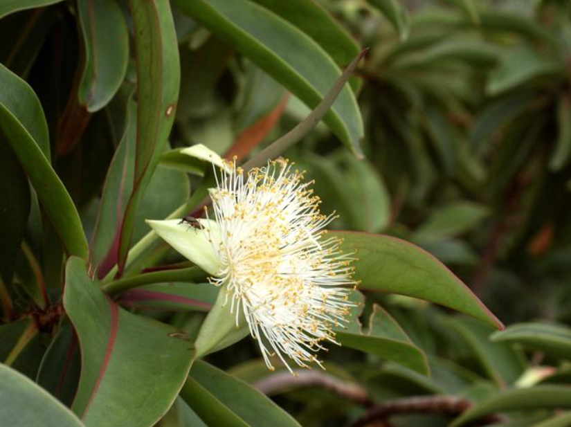 Foetidia_mauritiana.png