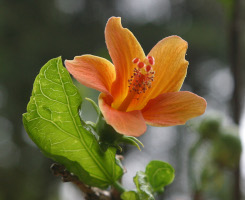 Hibiscus_boryanus_jcn.jpg