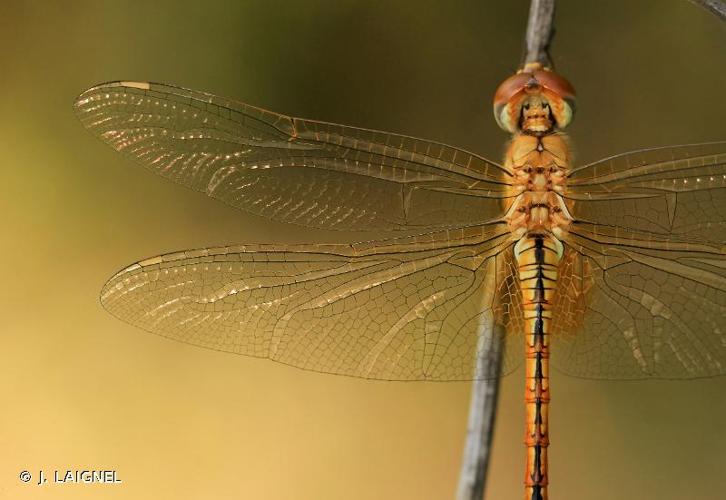 Pantala flavescens (Fabricius, 1798) © J. LAIGNEL