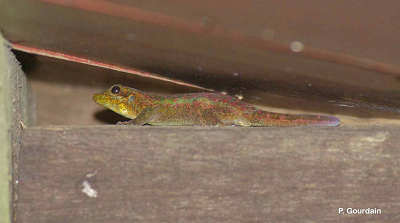 Phelsuma_borbonica_mater_Meier_redimensionnee.png