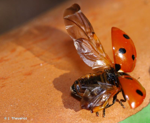 coccinella_septempunctata_ccbyncsa_j_thevenot.png