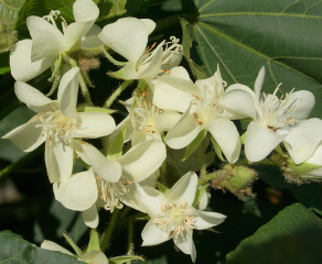 dombeya_acutangula_ccbysa_b_navez.png