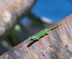 phelsuma_inexpectata_aurelien_bour_ccbync_light.jpeg